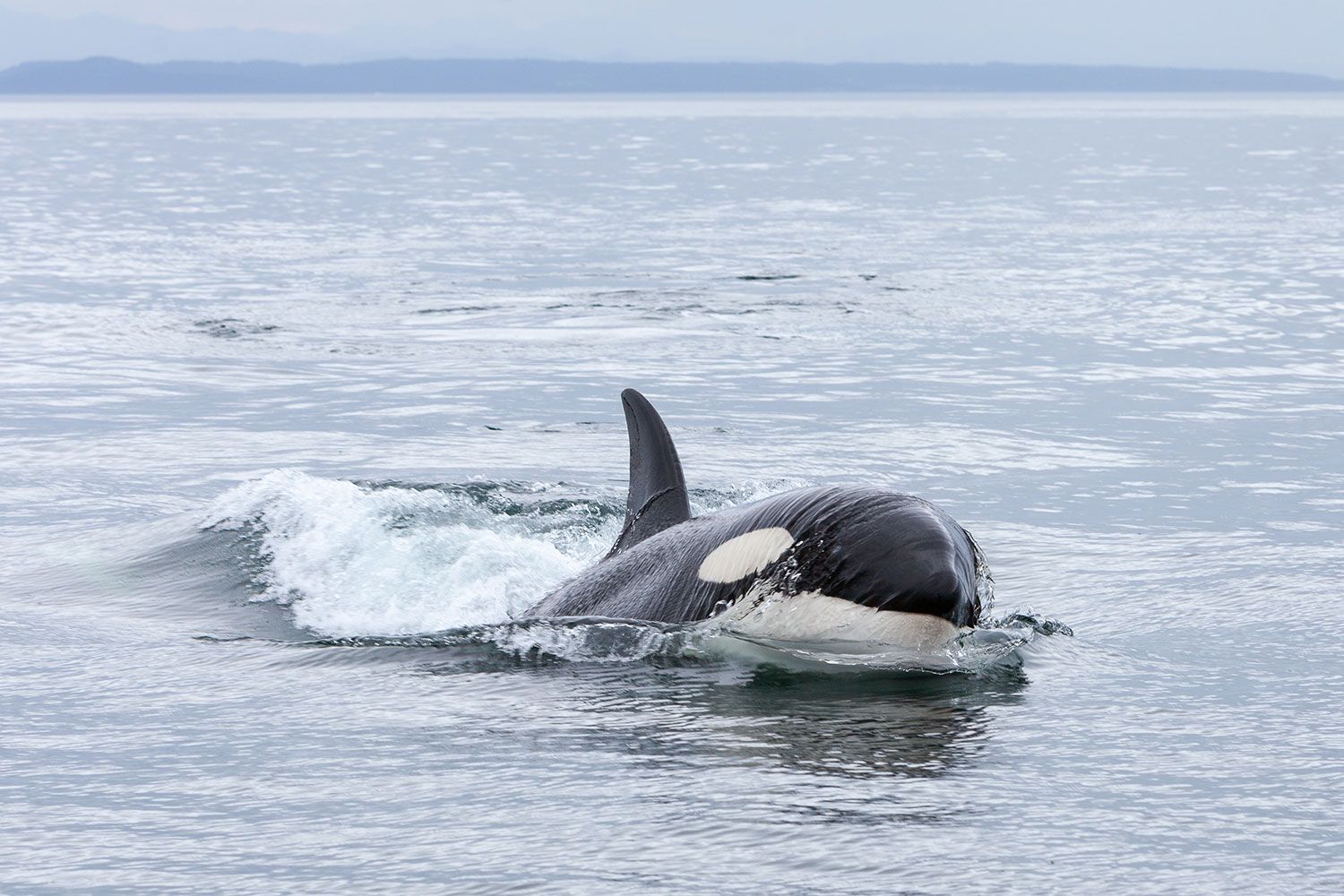 EC Vancouver 30+ English School