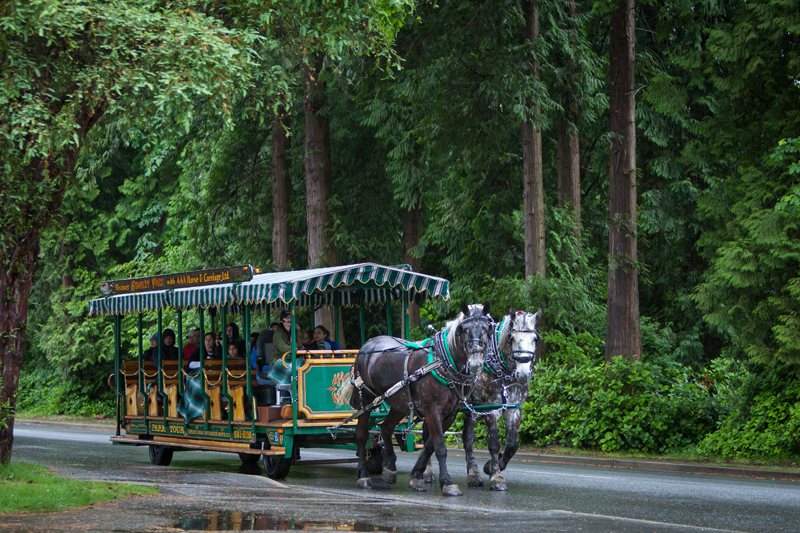 Horse carriage ride in the forest