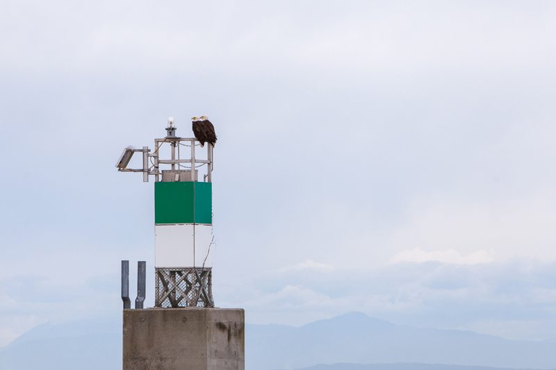 Eagles in Vancouver