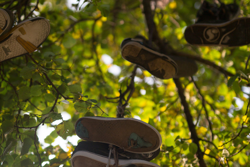 Shoes in a tree