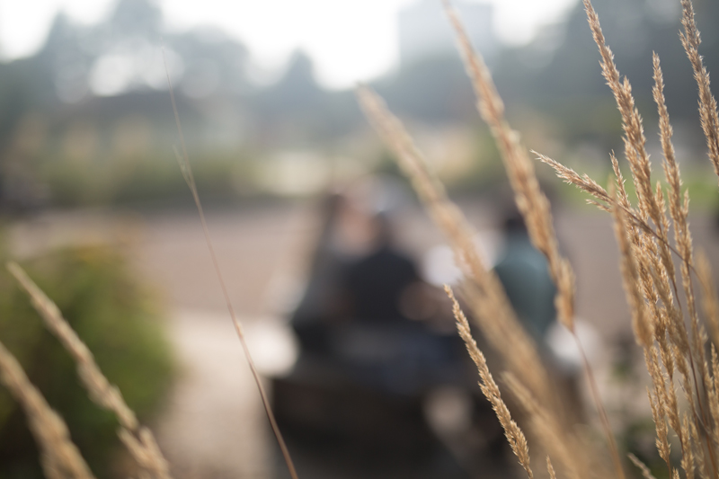 Wheat and in the background students spending some free time together before going back to their English class at the EC Brighton English School