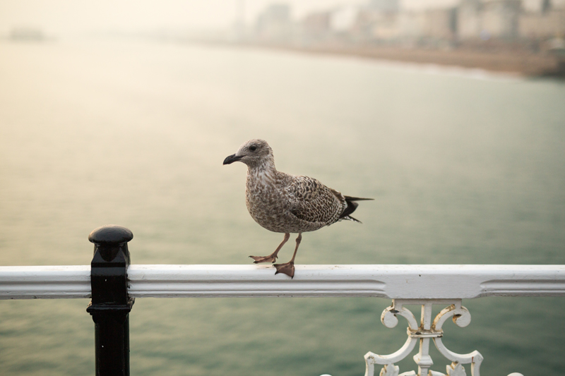 Seagull on a railing in Brighton UK