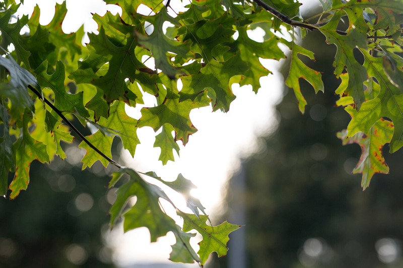 Green Leaves in London Park