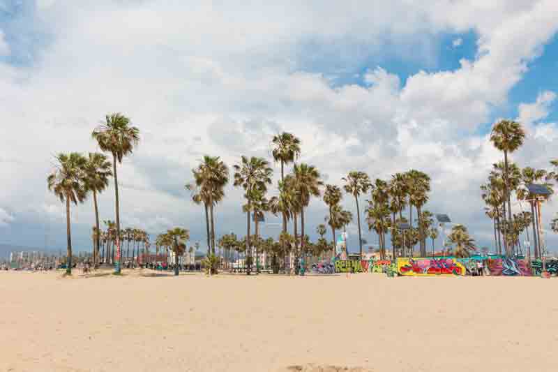 LA Palm Trees and its beautiful beach