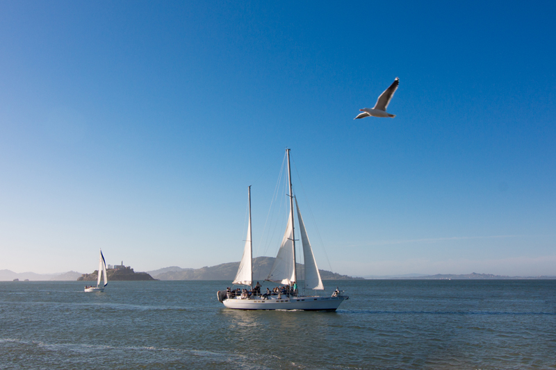 Seagulls in San Francisco Bay